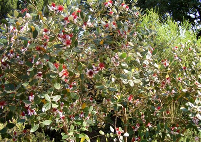 Pineapple Guava, Feijoa sellowiana, Tree Seeds (Edible, Showy Evergreen)