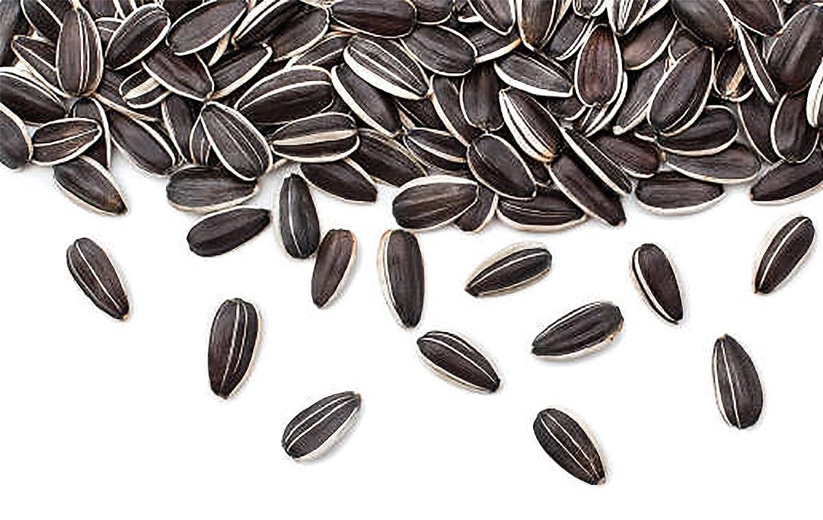 Mammoth Grey Striped Giant Sunflower Seeds – Attract Bees & Butterflies, 1 lb
