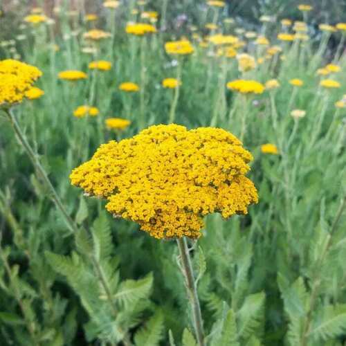 Gold Yarrow Seeds | 500 – 10,000 Seeds | Non-GMO | Free Shipping | 1266