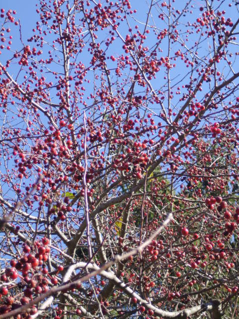 15+ INDIAN MAGIC CRAB APPLE SEEDS – Malus ” indian magic “