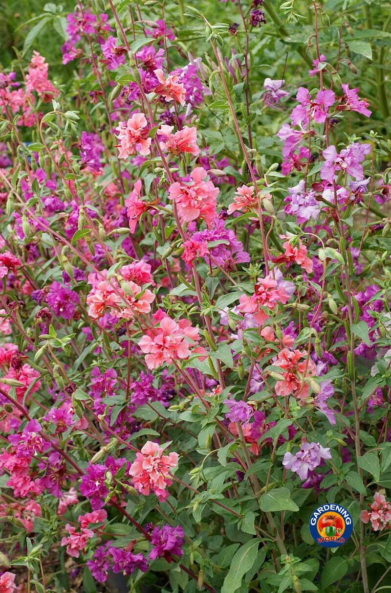Clarkia Flower Seeds unguiculata Garland Mountain Mix (2000 to 20,000 Seeds)