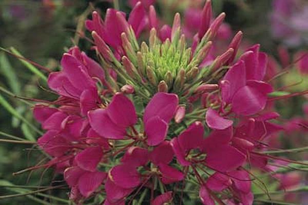 Cleome Sparkler Series Rose Annual Seeds