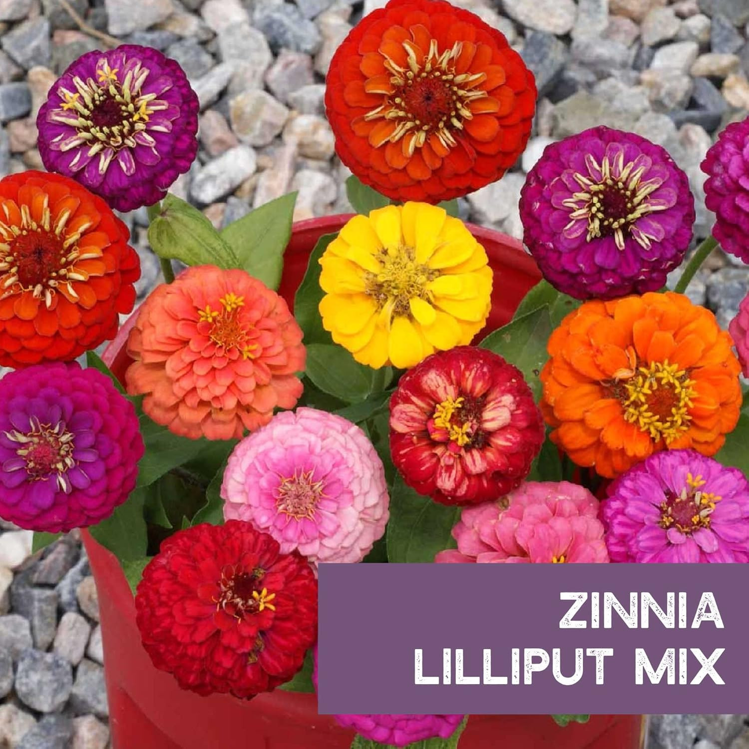 Zinnia Seeds for Planting Outdoors – ~1,500 Lilliput Semi-Dwarf Zinnia Seeds – D