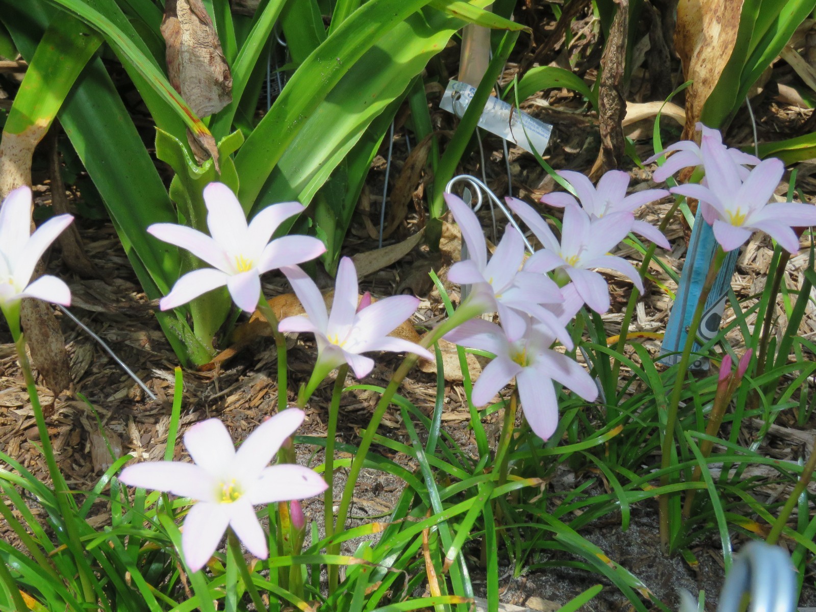 Rain Lily, Zephyranthes First Love, 3 bulbs, NEW, RARE, habranthus