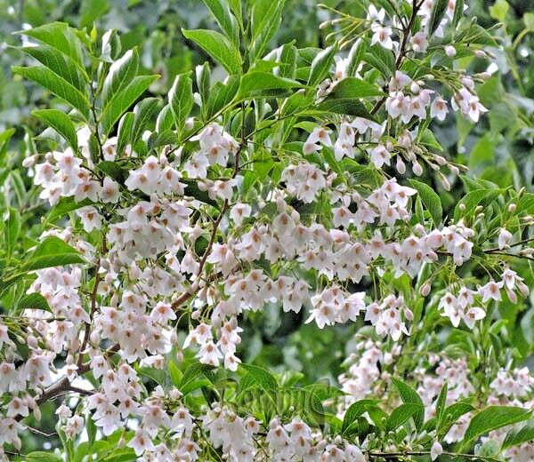 10 SOHUKSAN JAPANESE SNOWBELL SEEDS – Styrax japonicus ‘Sohuksan’