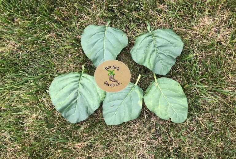 ~500 Mohawk Tobacco Seeds-High Nic Content + FREE SEEDS (North American Grown)
