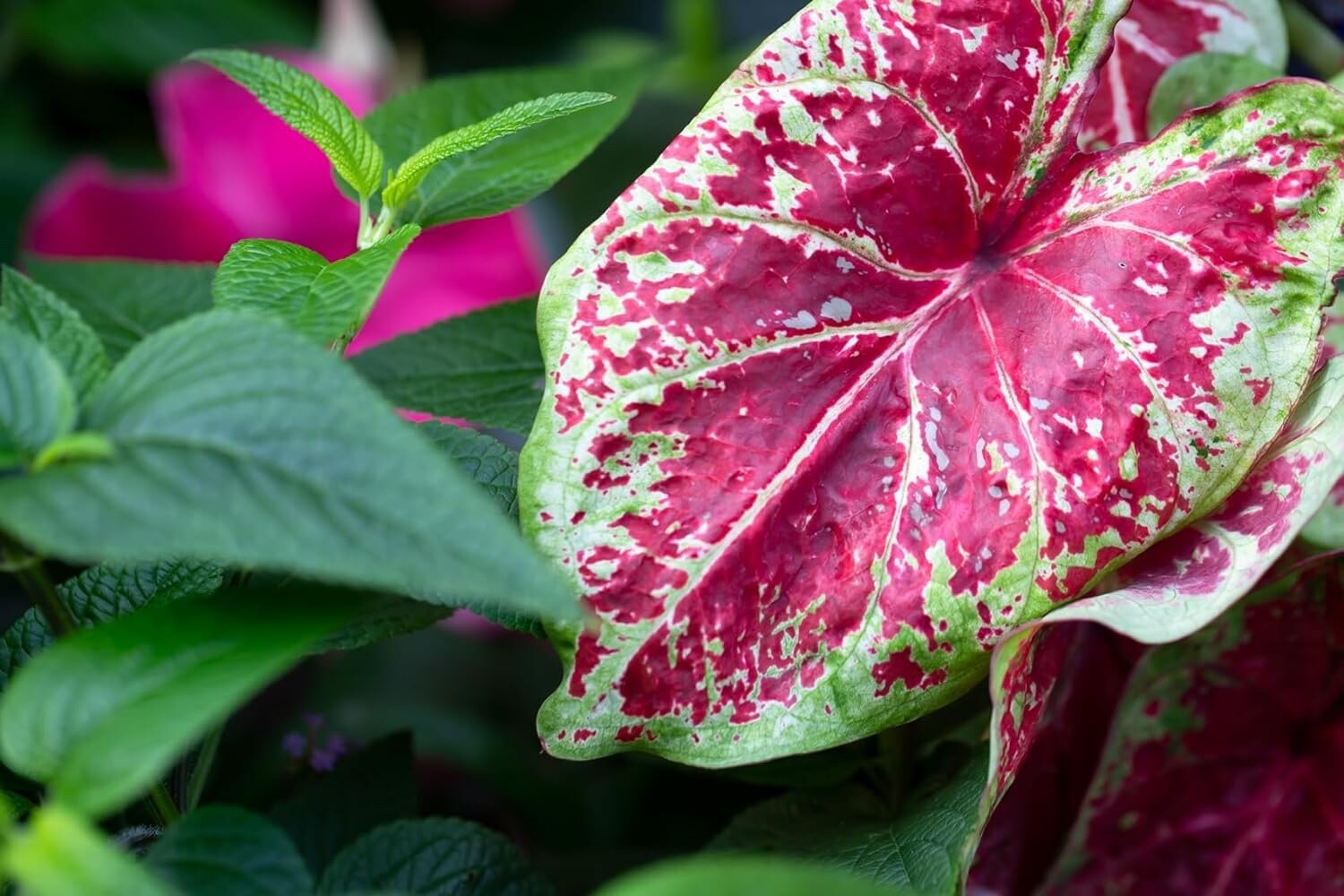6 Royal Flush Caladium Bulbs for Planting – Perennial Hosta, Elephant Ears