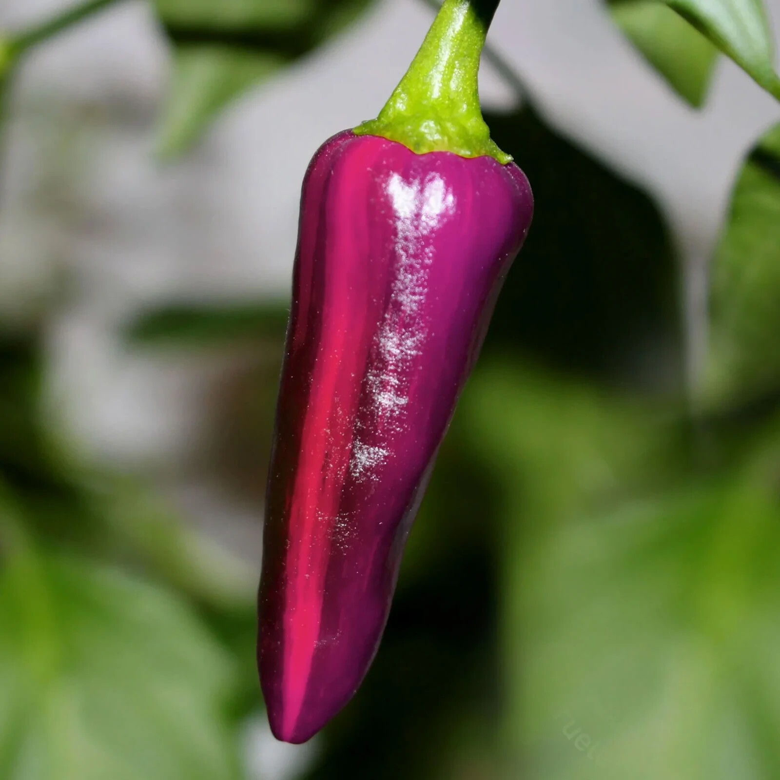 Purple Tiger Hot Pepper Seeds (20) / MEDIUM HEAT / SUPER RARE