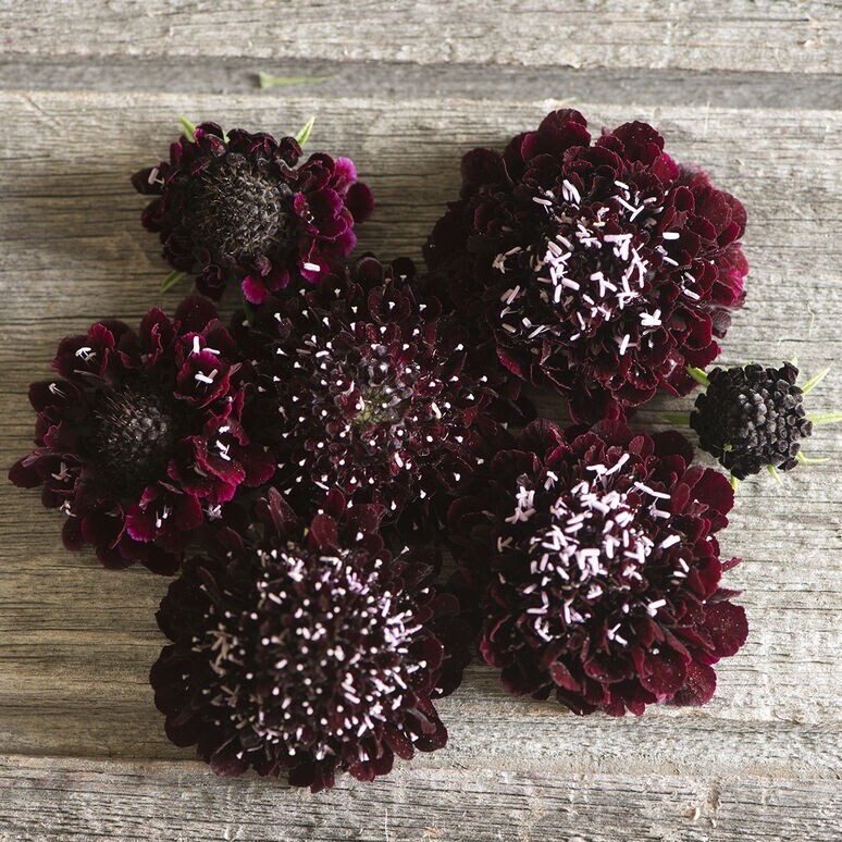 30 Scabiosa Black Knight seeds