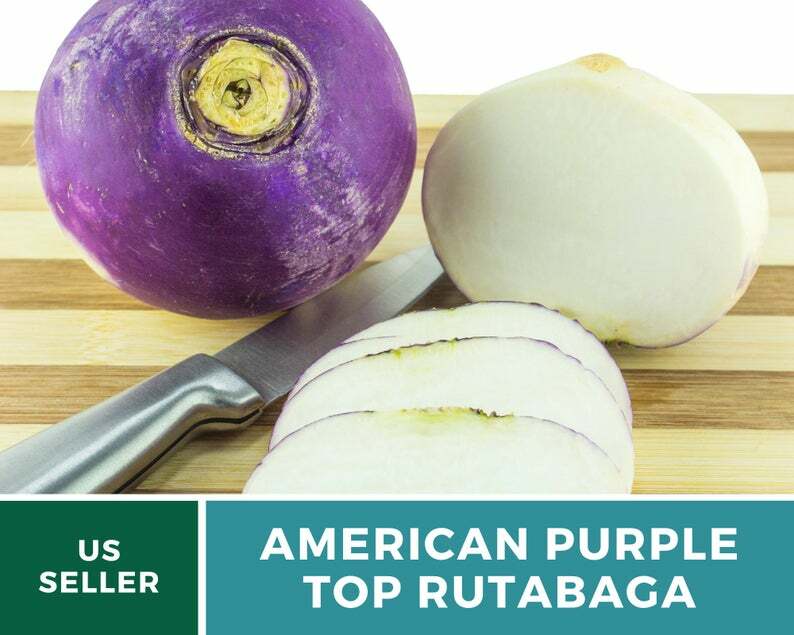 Rutabaga, American Purple Top – 200 Heirloom Seeds – GMO Free (Brassica napus)