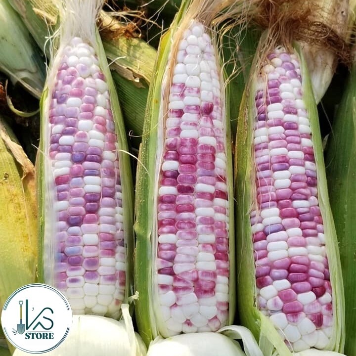 (40+ PCS) WILD VIOLET HYBRID SWEET CORN SEEDS -BẮP NẾP HỒNG VN |90% GERMINATION|