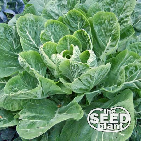 Morris Heading Collard Green Seeds – 500 SEEDS NON-GMO