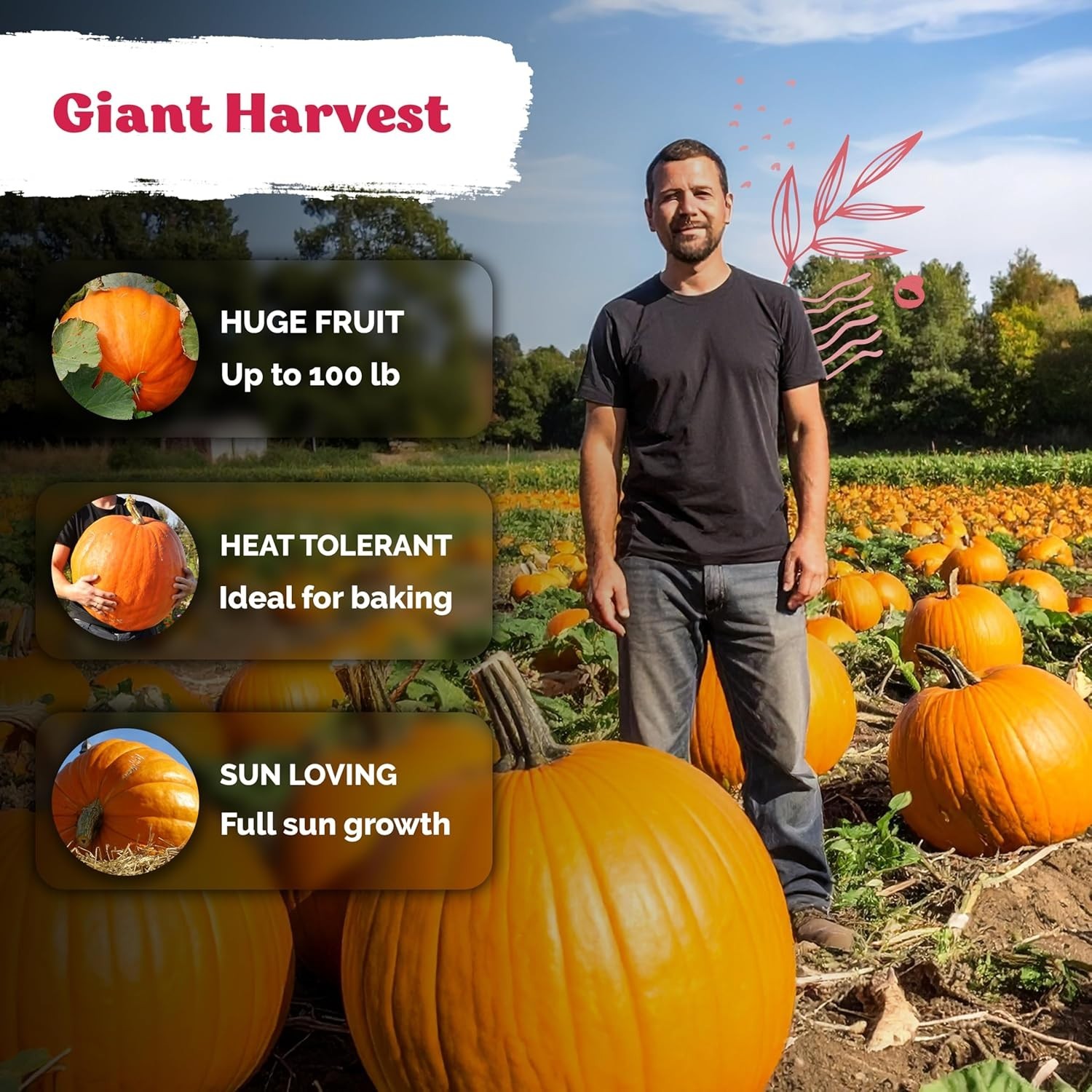 Grow 100 lbs with 25 Big Max Pumpkin Seeds – High Yield & Disease Resistant!