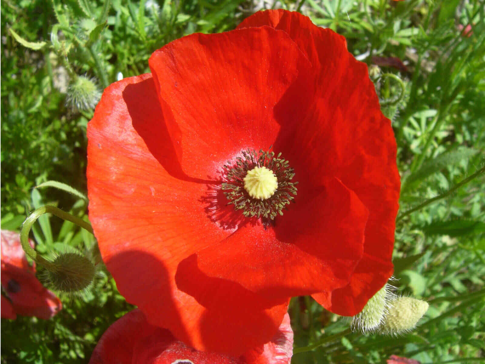 Corn Red Poppy Seeds 1000+ Flower USA SELLER FREE SHIPPING PERENNIAL