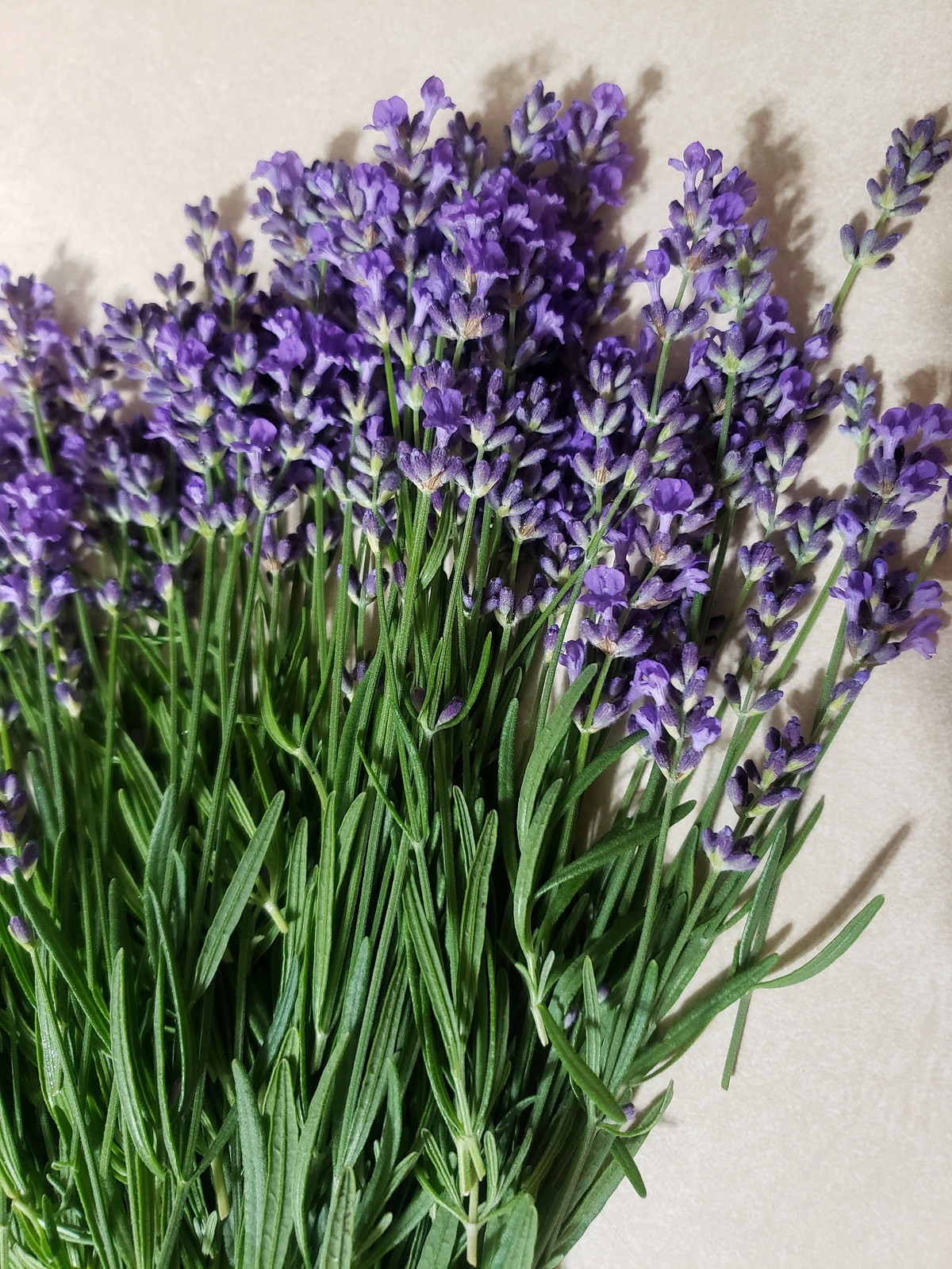 Vera English Lavender | Lavandula angustifolia | TALL Lavender | 100 SEEDS