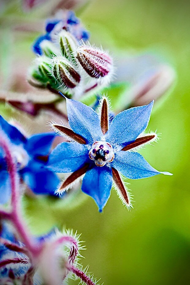 300 + BORAGE SEEDS AUTUMN HERB GARDEN PEST REPELLENT NON-GMO STAR FLOWER USA