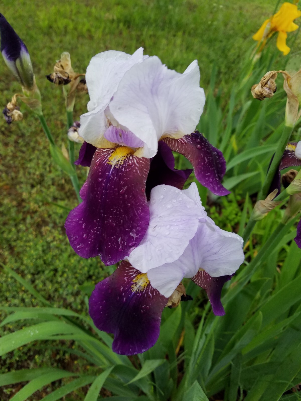 6x FRESH MIXED VARIETIES/COLORS BEARDED IRIS Bulbs/Rhizomes FRESH