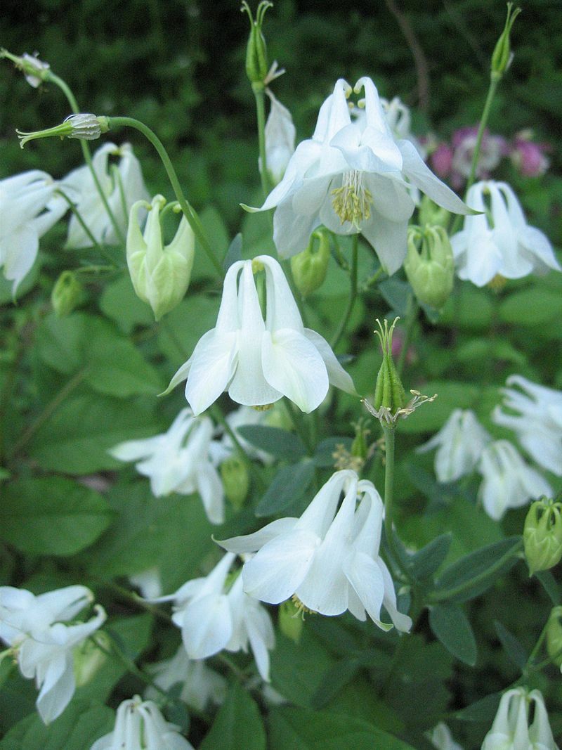COLUMBINE MIX, 202+ SEEDS, ALL KINDS AND COLORS, AQUILEGIA, NICE SHADE FLOWERS