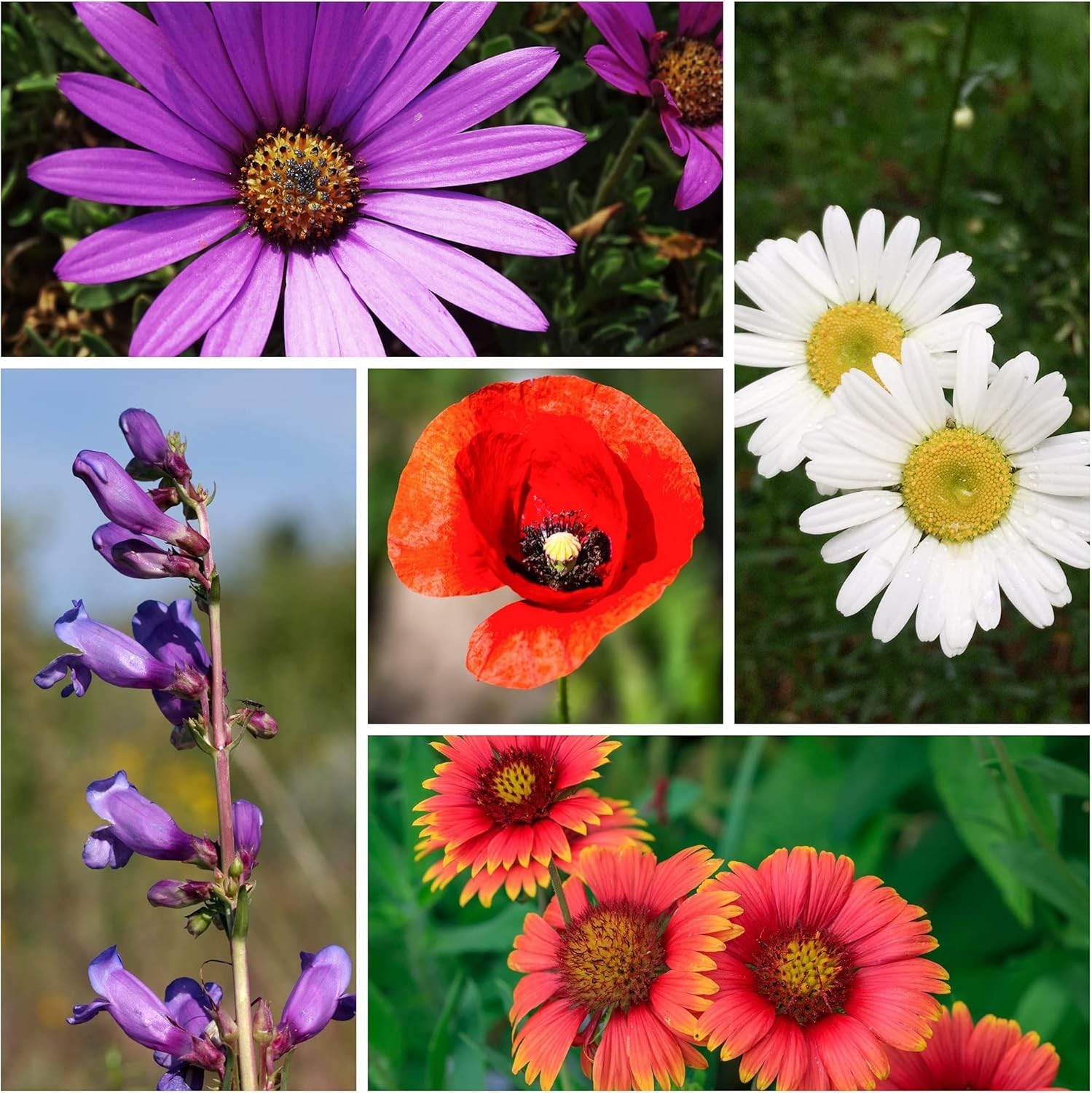80,000+ Non-GMO Wildflower Seeds – Drought-Resistant Blend for Beautiful Gardens
