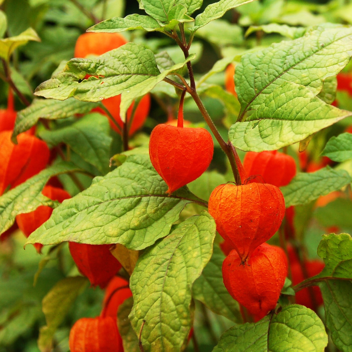 Chinese Lantern Plant Seeds | Physalis Alkekengi Ground Cherry Gooseberry 2025