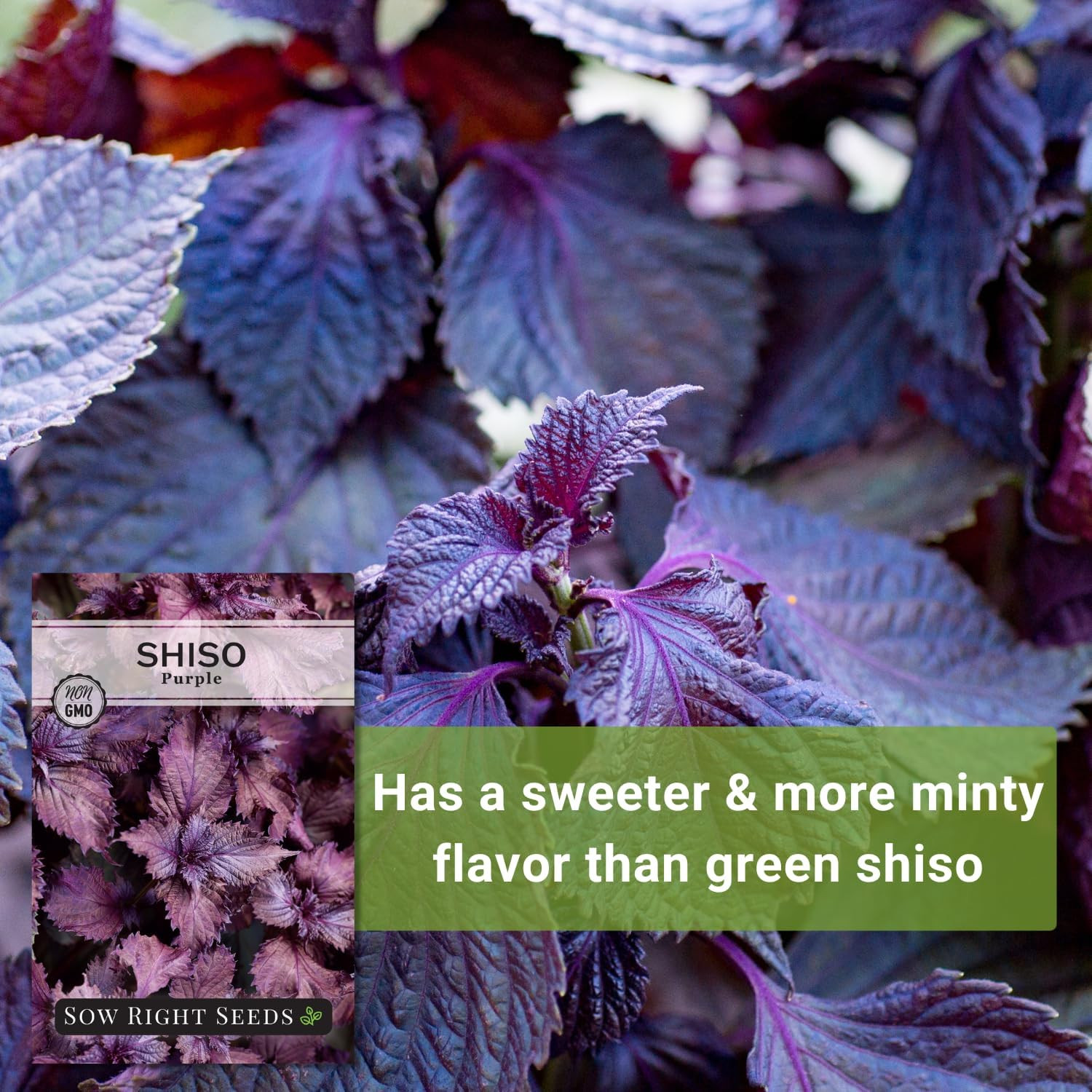 Sow Right Seeds – Purple Shiso Seeds for Planting – Perilla Leaf Japanese & Kore