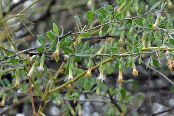 Lycium exsertum | Arizona Desert-thorn | Boxthorn Littleleaf Wolfberry | 20 Seed