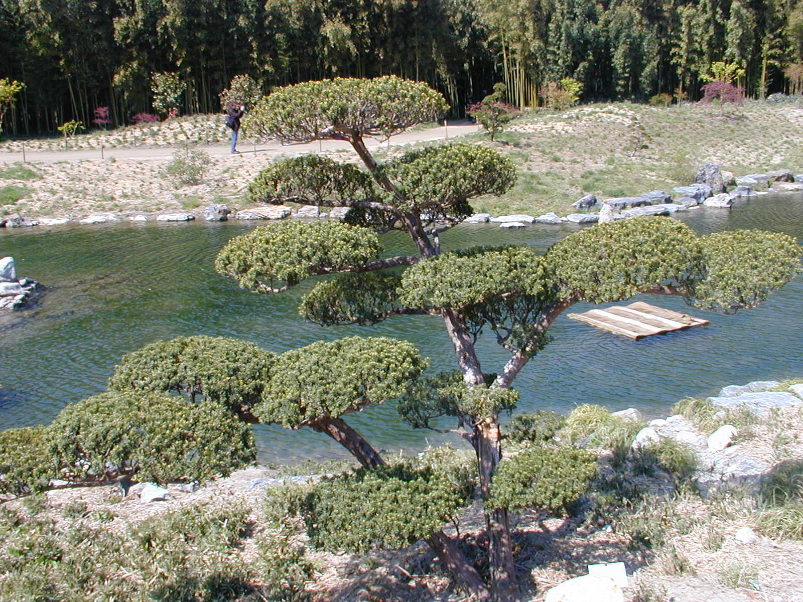 Japanese Yew, Taxus cuspidata capitata, Tree Seeds (Evergreen, Topiary)