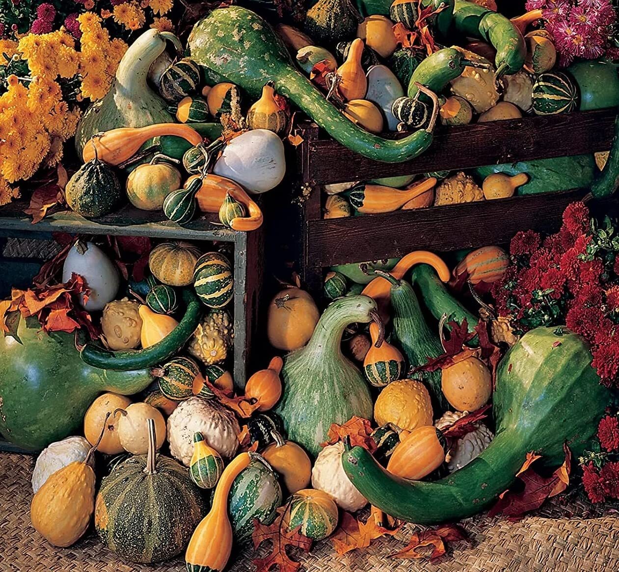 Large Gourd Mix Seeds to Grow | 25+ Seeds | Grow Your Own Fall Decor