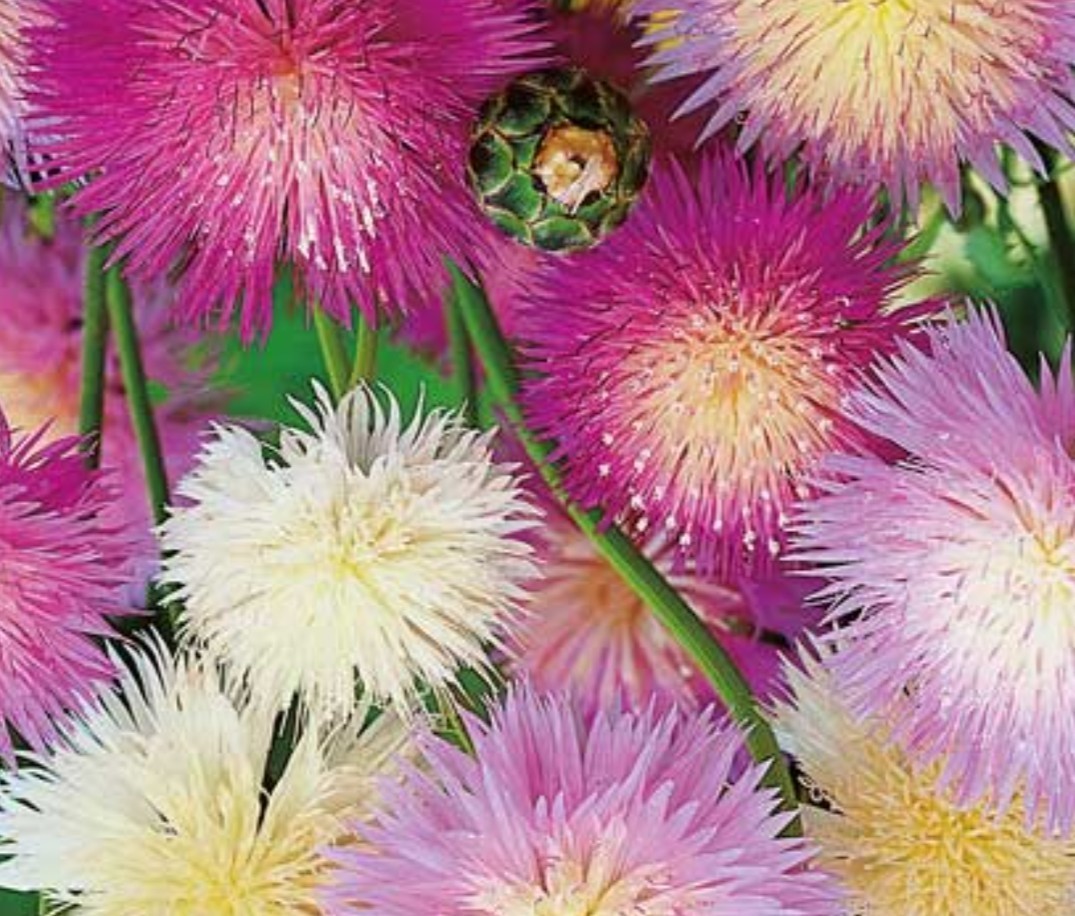 250+ Imperialis Sweet Sultan Seeds **Fresh Seeds** ~~Free Shipping~~