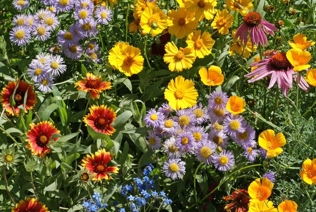 Bee Wildflower Mix Seeds 100+ COLORFUL MIXTURE 15 Species Pollinators FREE S&H
