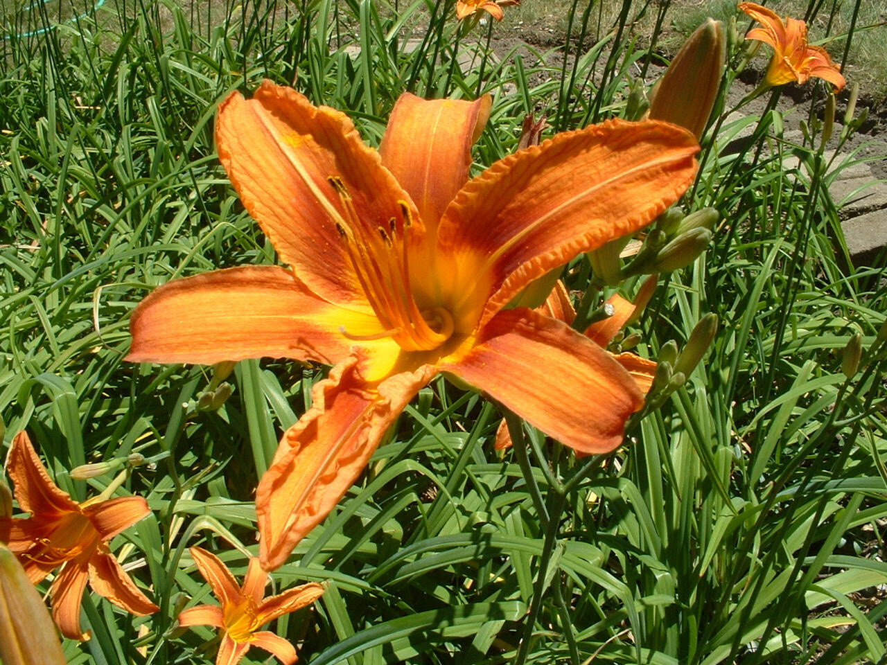 25 Orange Day Lily Fans Hemerocallis fulva ORGANIC tawny ditch bareroot plants