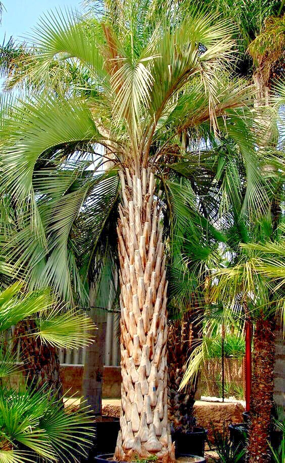 10 Jelly Pindo Palm Tree Seeds (Butia capitata) Cold Hardy Tropical Fruit Plant