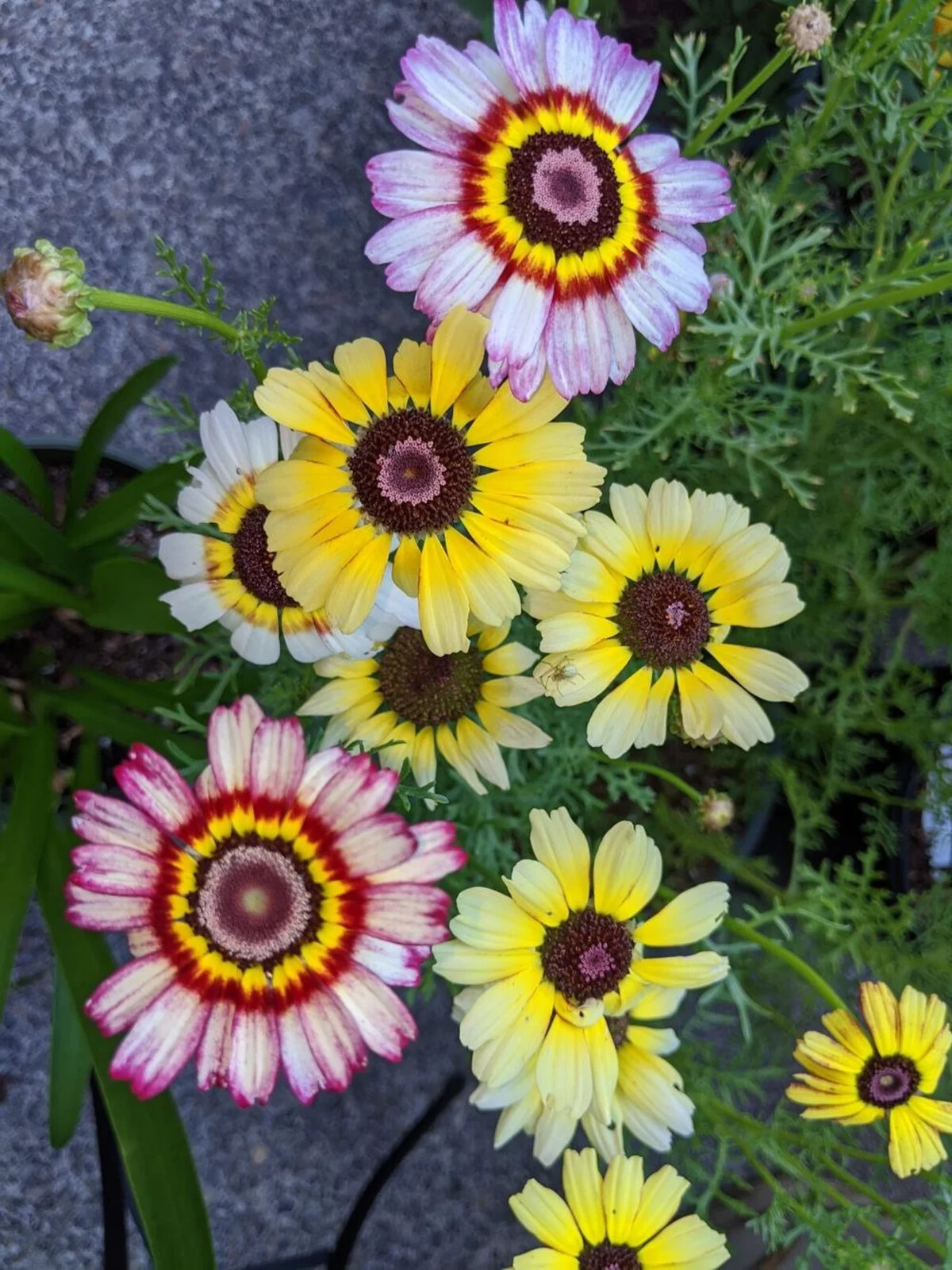 Painted Mix Daisy Flower Seeds Pink Indian Blanket Colorful Sunflower 50pcs/pack