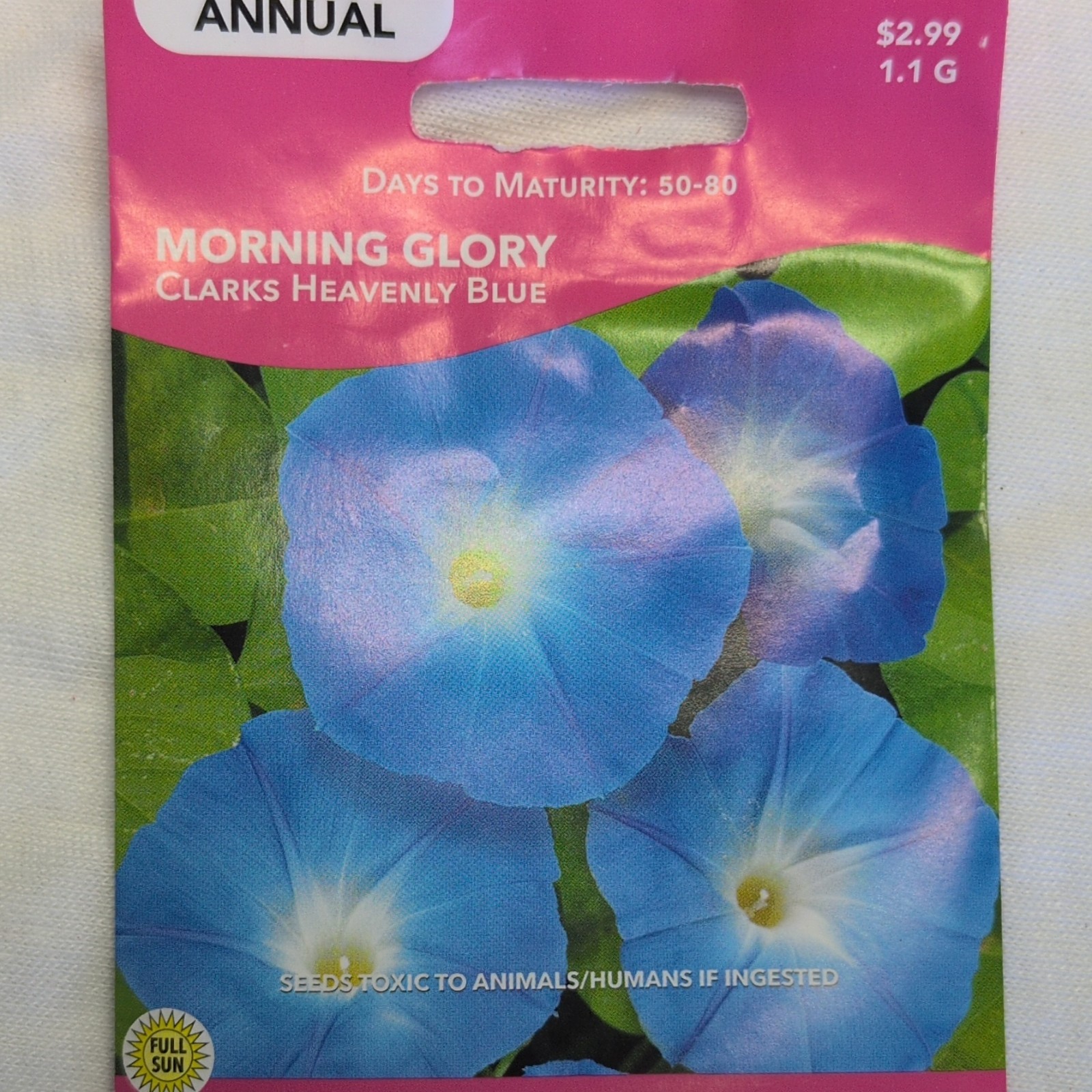 Livingston Morning Glory Clarks Heavenly Blue Annual Vine Seeds Full Sun Y1280