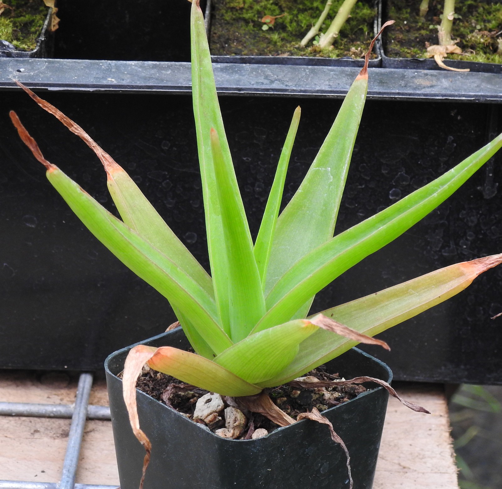 Bulbine Natalensis aka Bulbine Natal 5 Seeds Free Shipping!