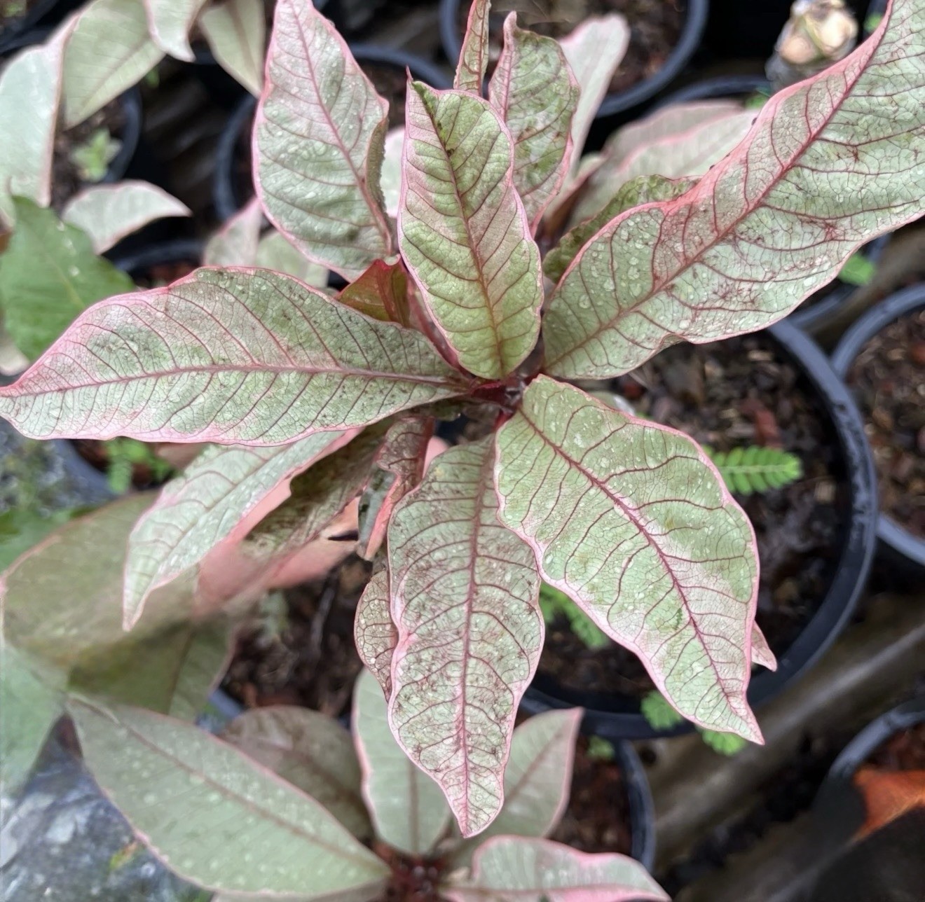 Pink Leaf Variegated Plumeria Frangipani-Rooted & Grafted Plant-Read All Info!