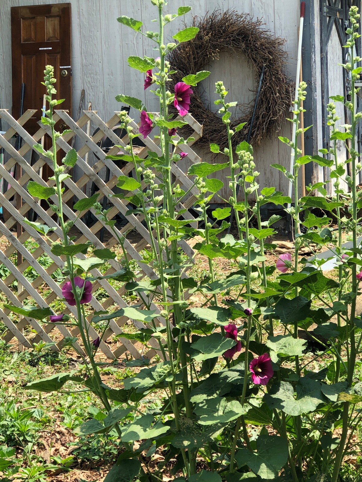 FRESH SEEDS Heirloom Old Fashion HOLLYHOCK Single Color Mix*Organic*Pollinators!