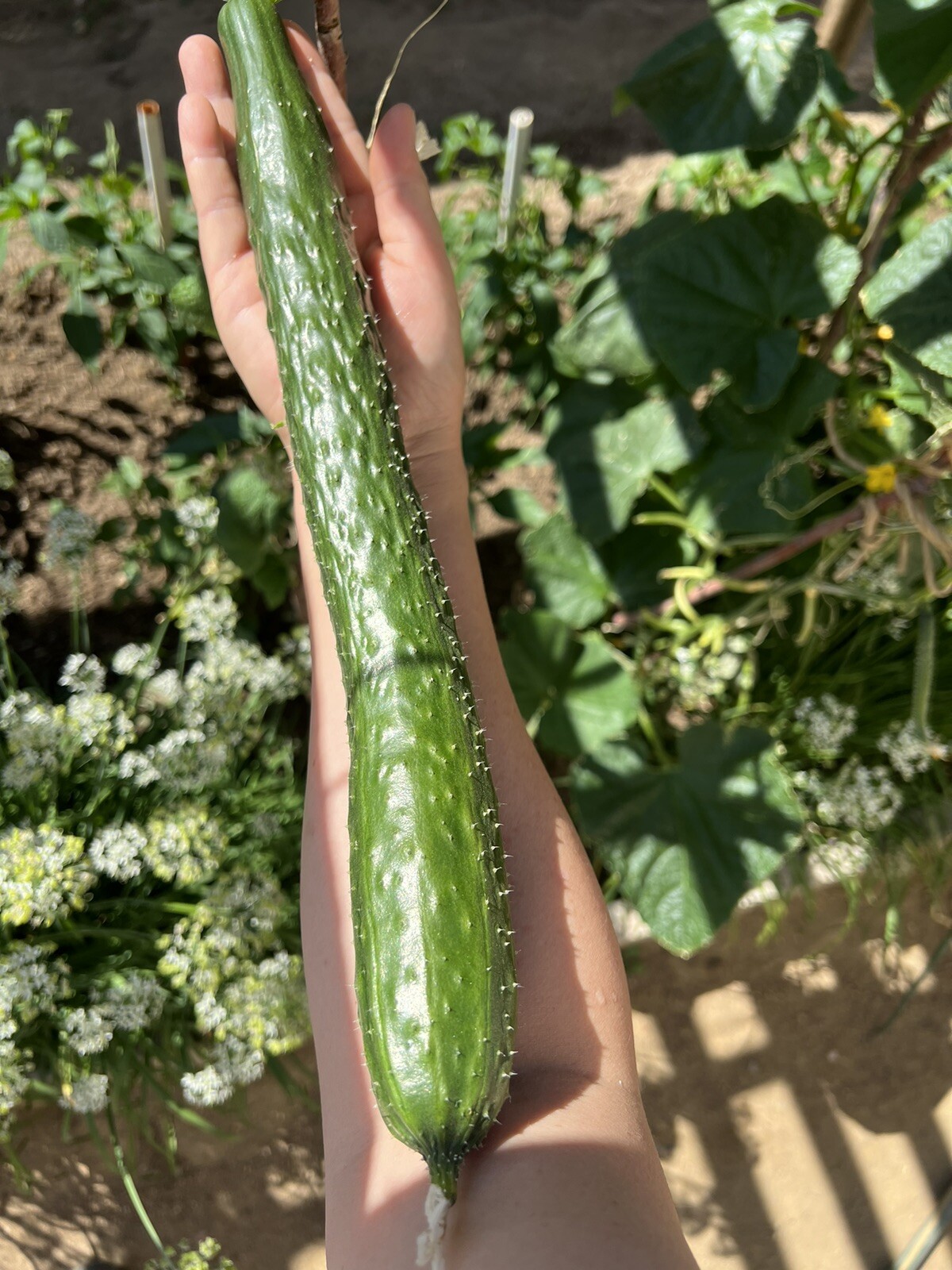 30+ TianJin Tender Cucumber Seeds 30多粒2023年天津刺黄瓜新种子