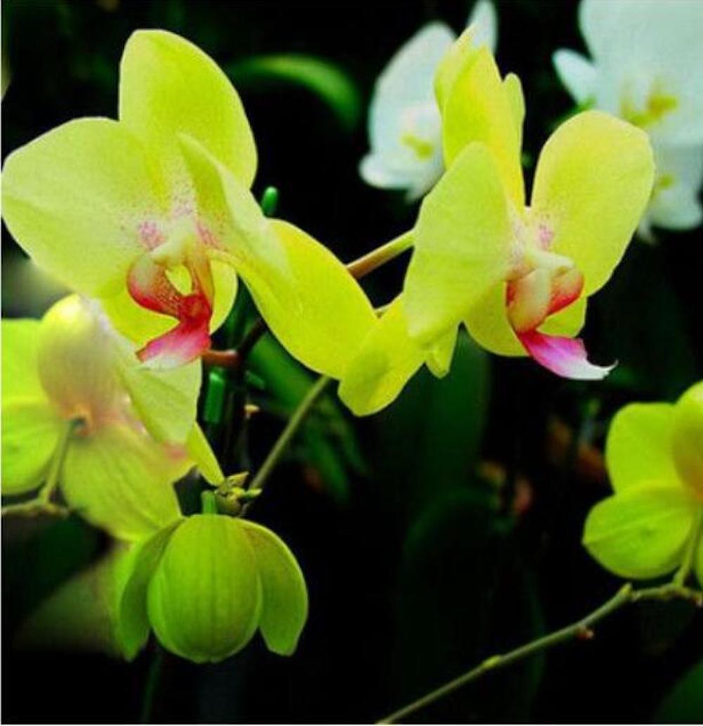 20 ORCHID FLOWER SEEDS rare exotic blossom bloom house plant garden germination