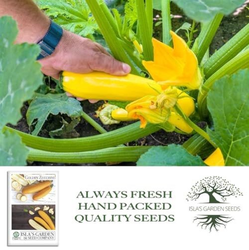Golden Zucchini Summer Squash Seeds (Cucurbita Pepo) – 50+ Heirloom Non-GMO