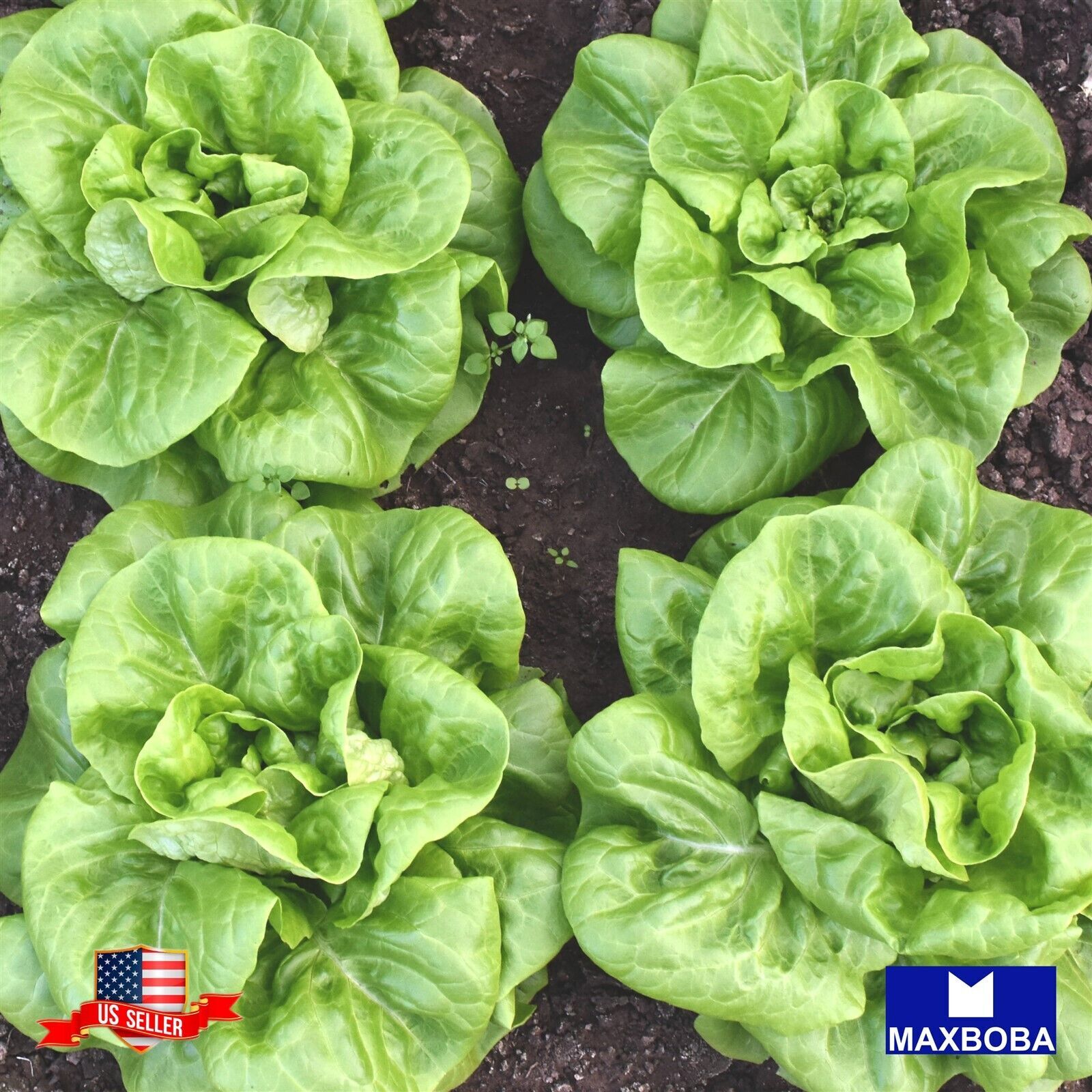 Non-GMO 1600+ Lettuce Seeds – Butterhead – Buttercrunch – Heirloom BOGO 50% OFF