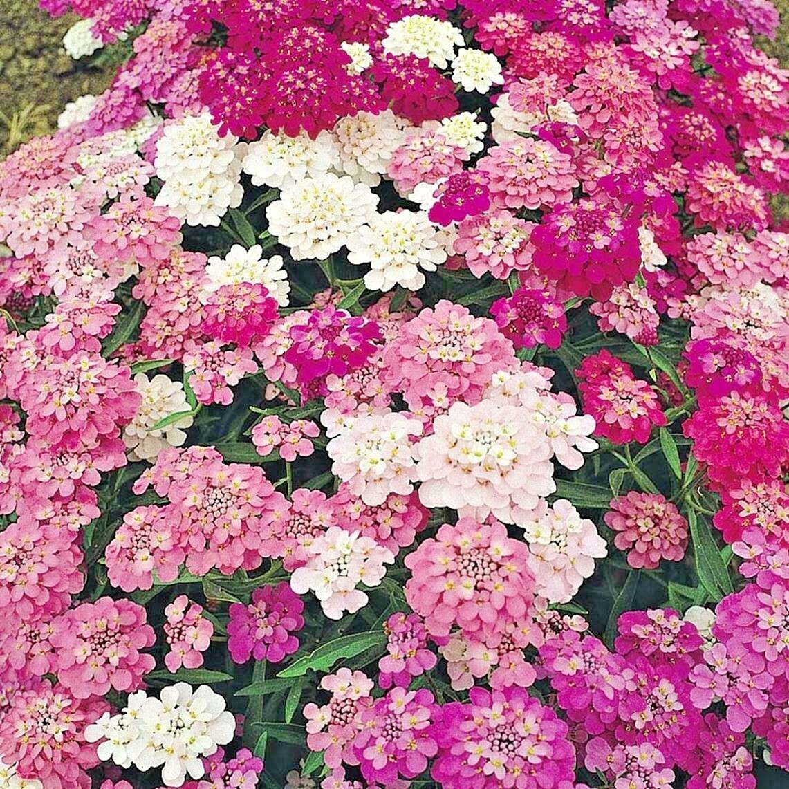 201+CANDYTUFT MIX Seeds Annual Iberis Groundcover Drought Heat Garden Container