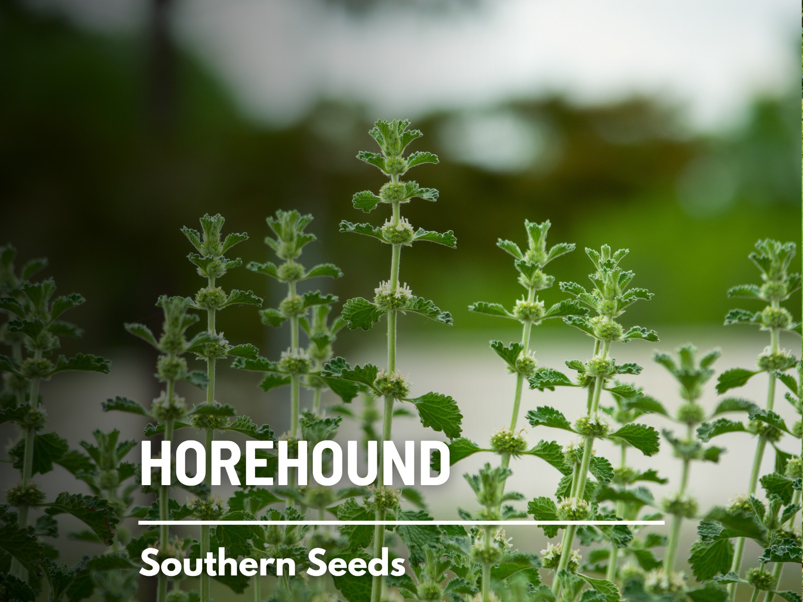 Horehound (Marrubium Vulgare) – Non-GMO – Medicinal – 100+ seeds