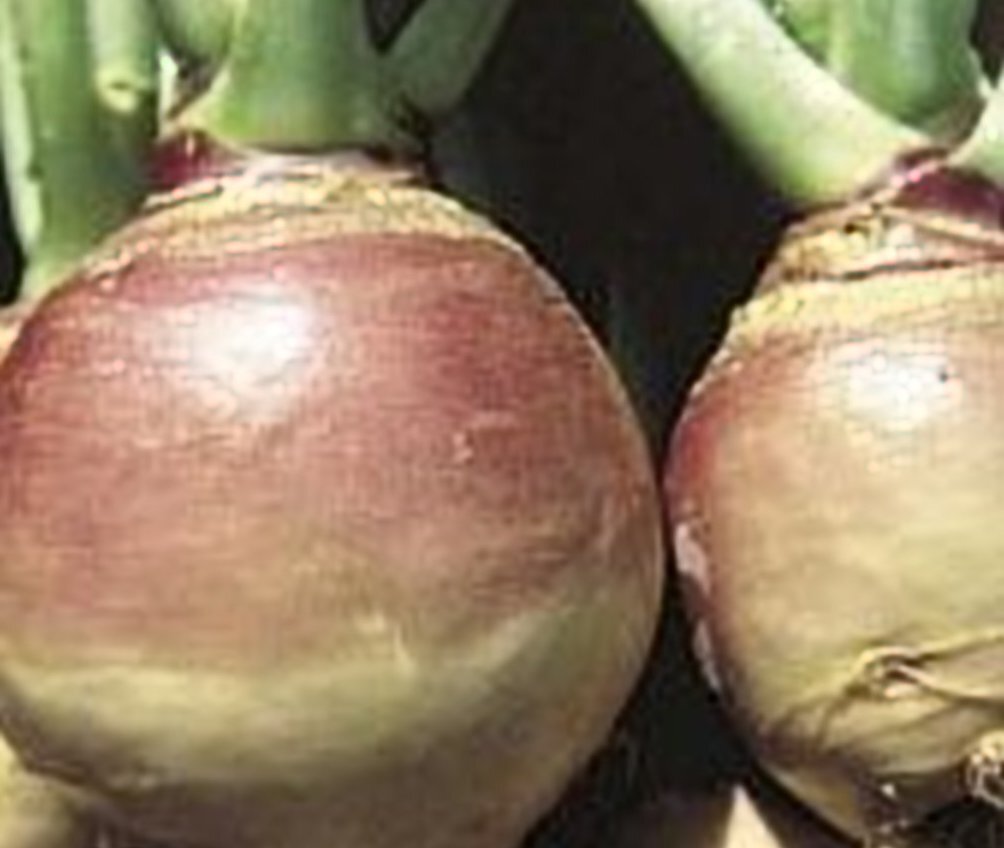 Rutabaga American Purple Top Heirloom Vegetable By Seed Kingdom 1/4 Lb Seeds