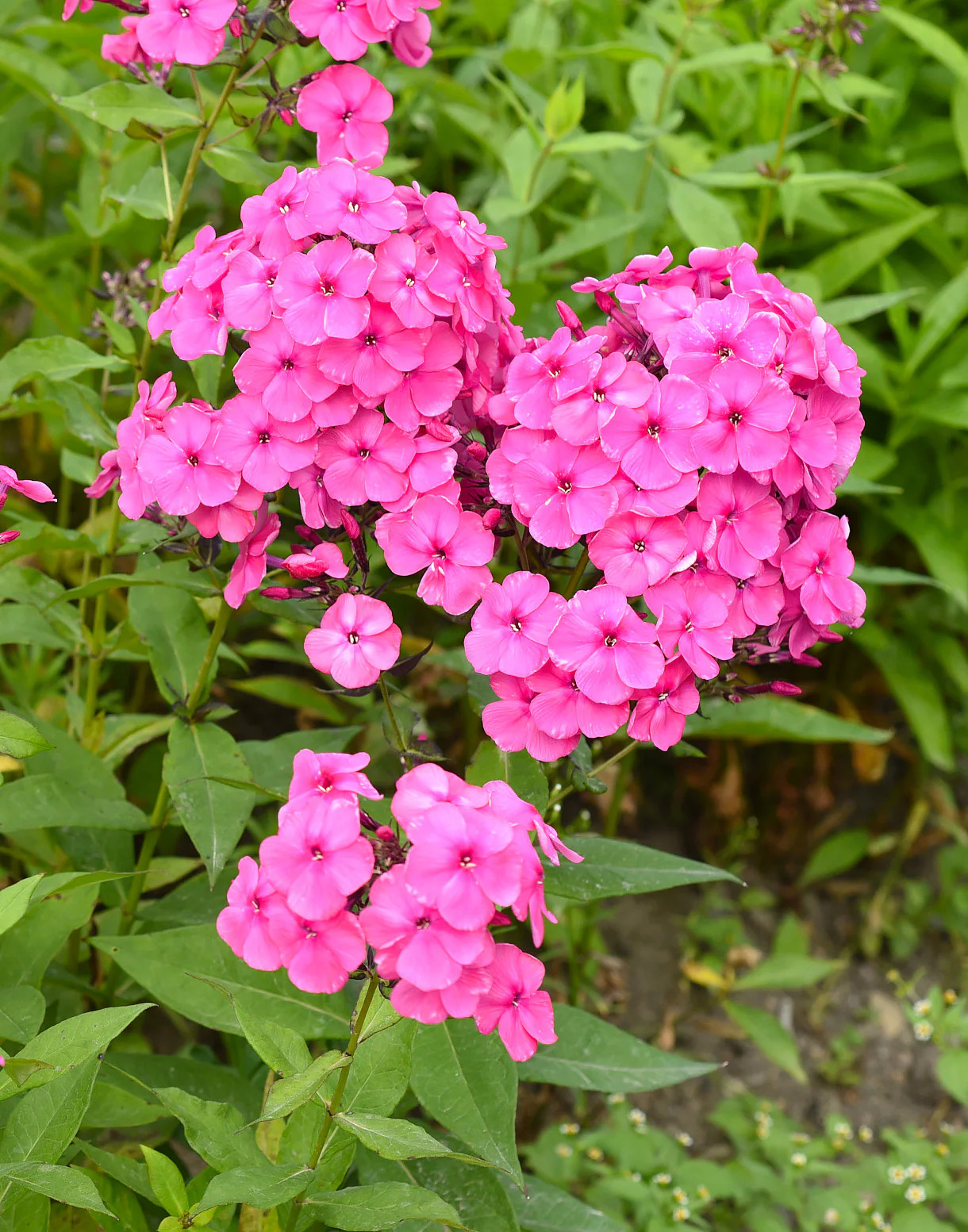 Pink Flame Summer Phlox – 3 root divisions