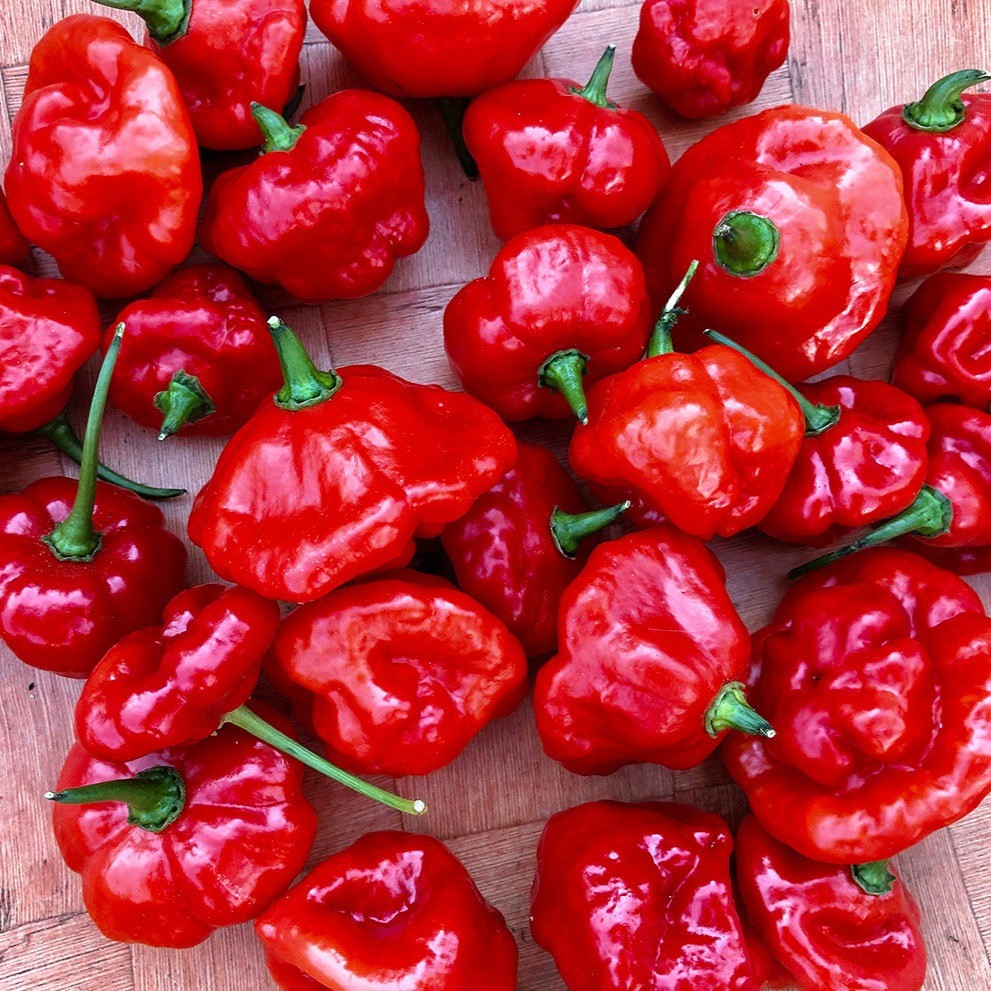 AJI Dulce Mild Pepper 10 Seeds Free Shipping!