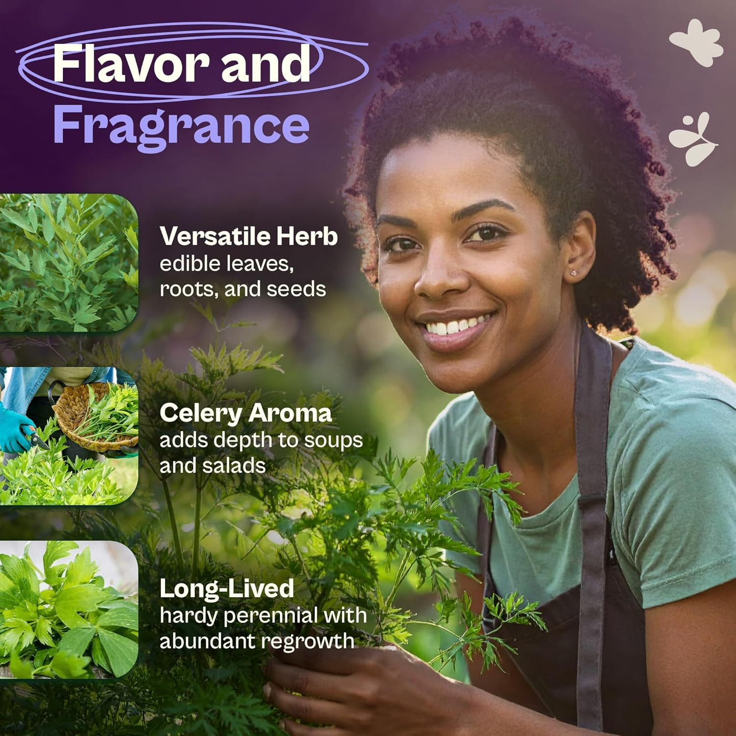 750 Lovage Seeds (Levisticum Officinale) – Lovage Medicinal & Culinary Herb Seed