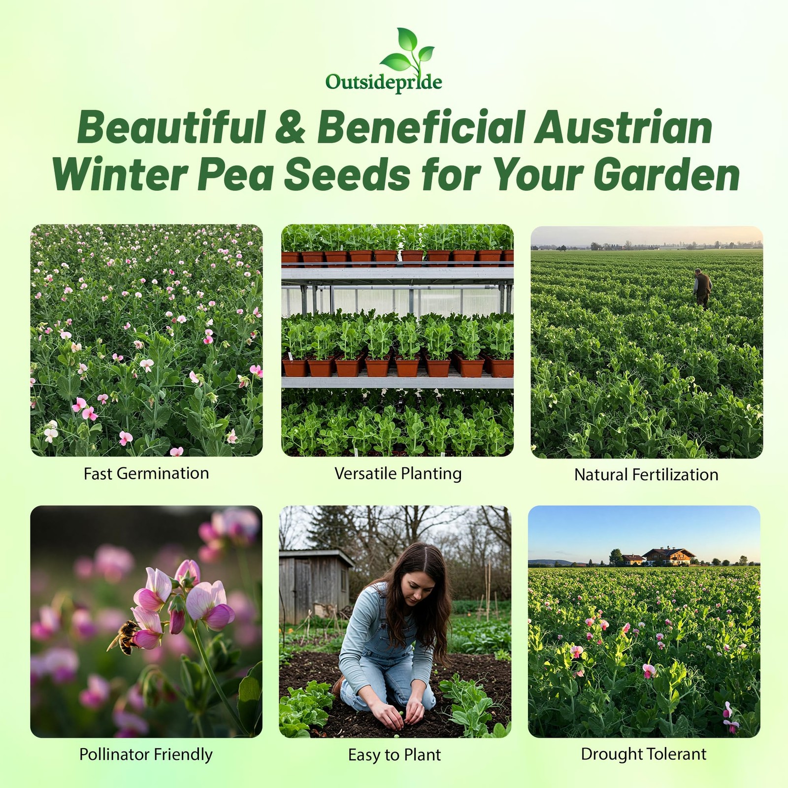 1 LB Austrian Winter Peas Cover Crop Seeds