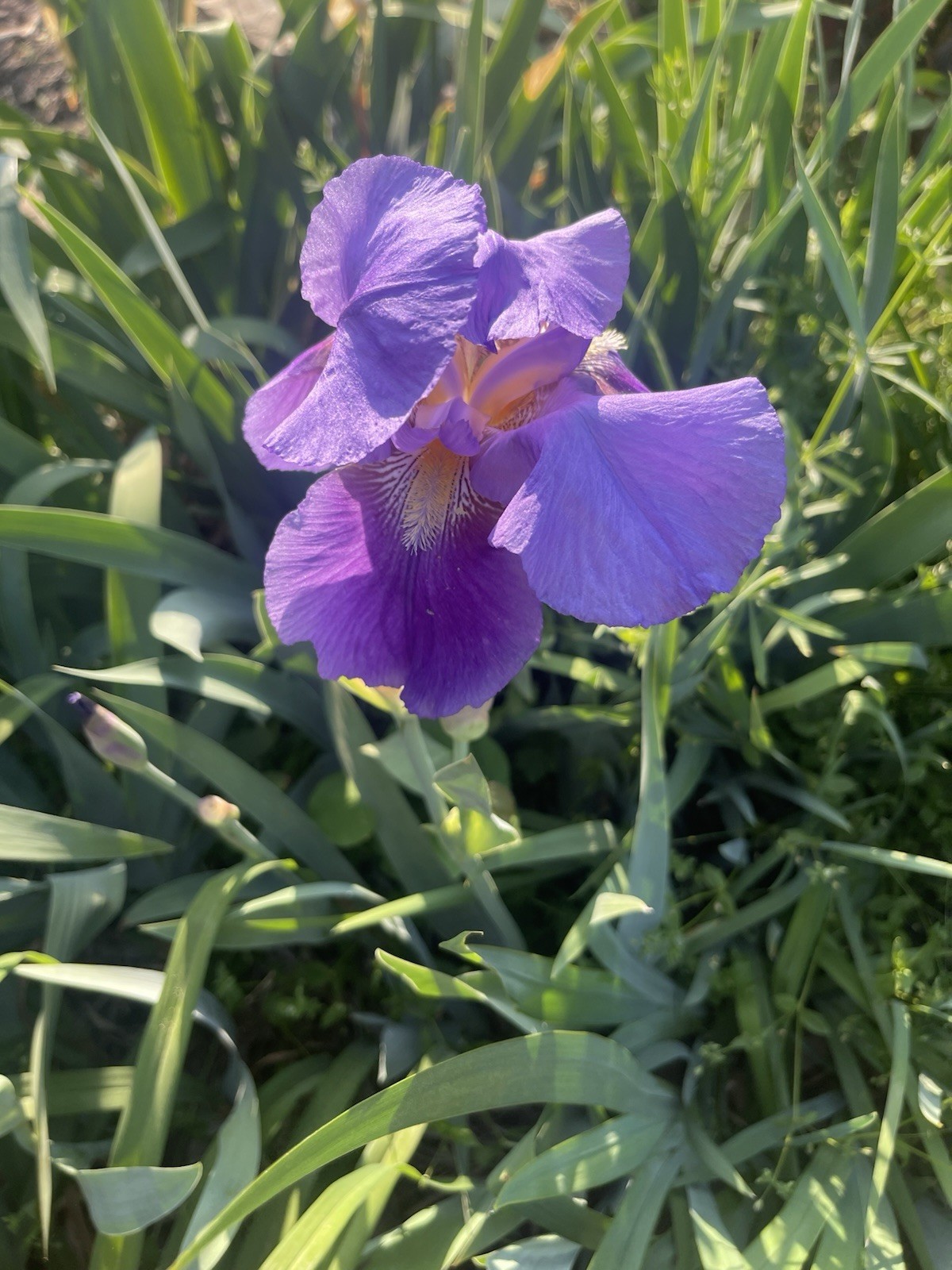 6 PURPLE TALL BEARDED IRIS RHIZOME LIVE ROOT GARDEN PLANTS SPRING FLOWERS FUN