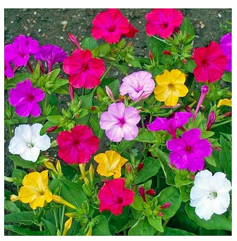 80 PCS Mixed Four O’Clock Seeds Tender Perennial Reseeds Easily Flower
